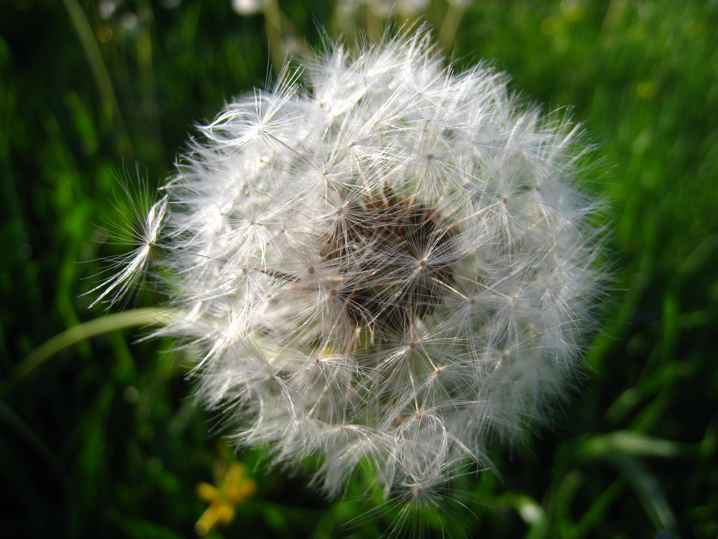 pusteblume