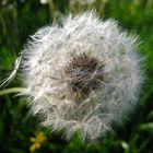 pusteblume