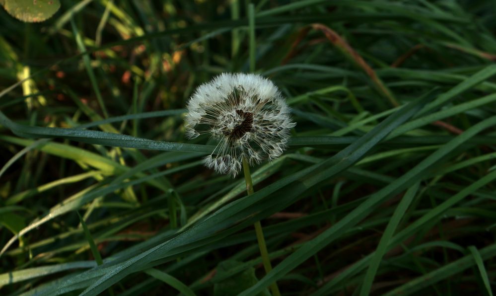 Pusteblume