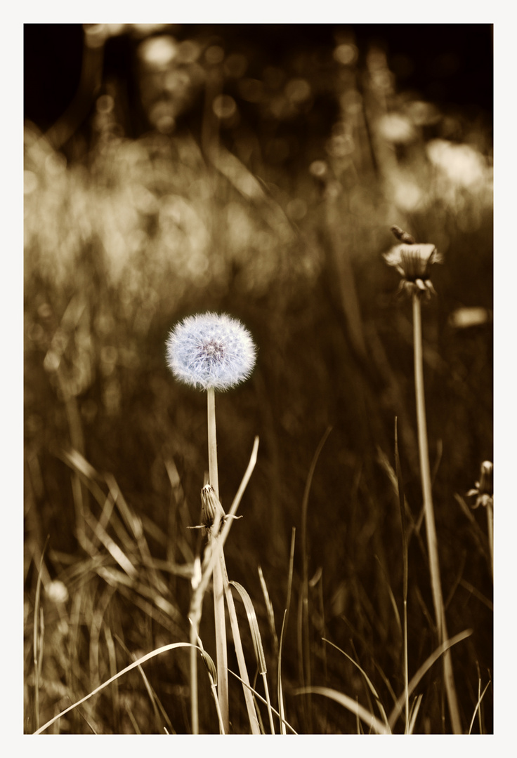 Pusteblume