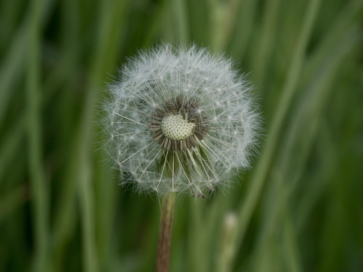 Pusteblume