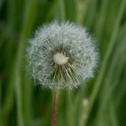 Pusteblume