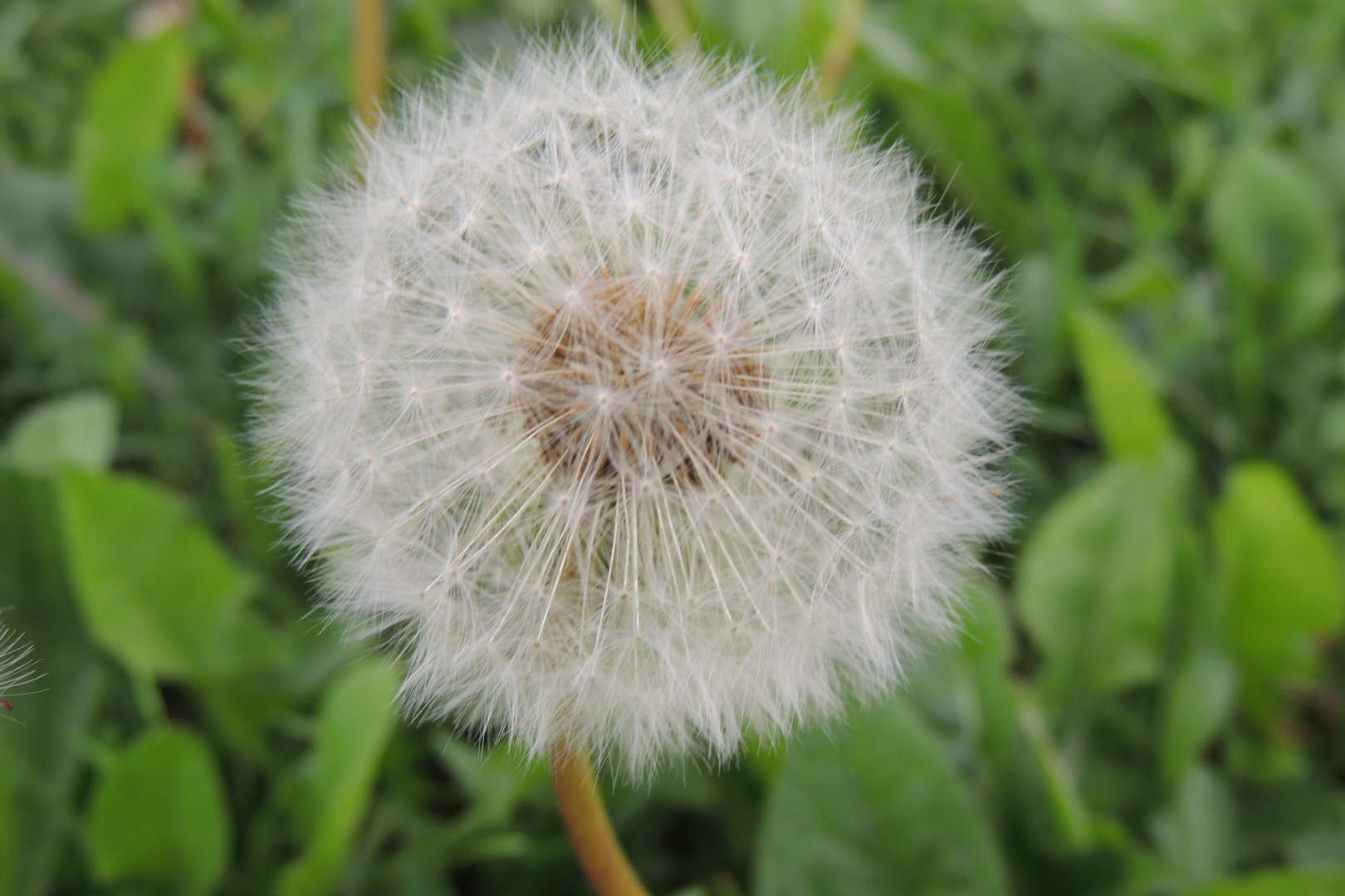 Pusteblume :)