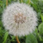 Pusteblume :)