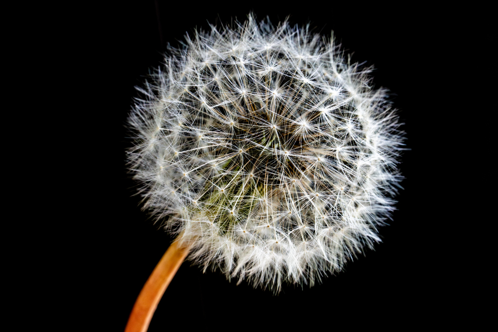 Pusteblume