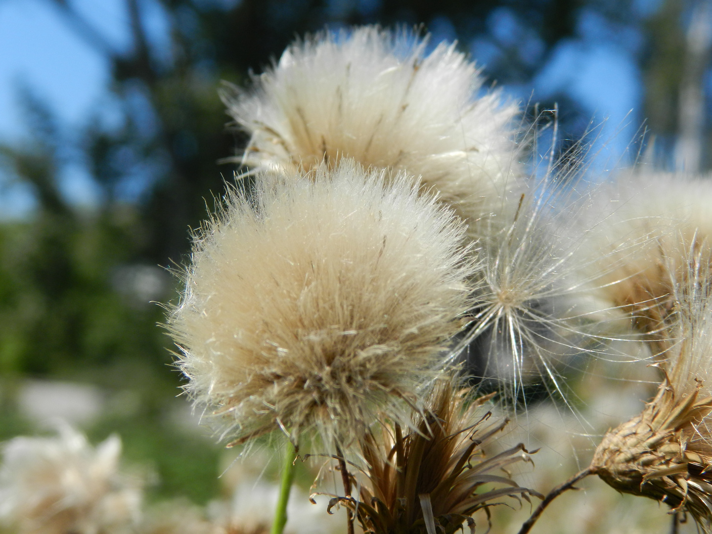 Pusteblume