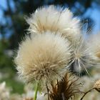 Pusteblume