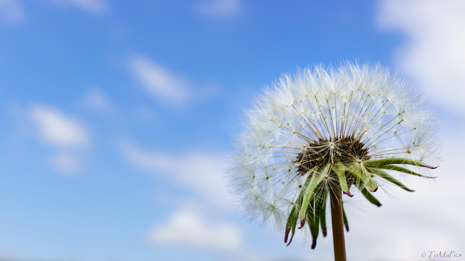 Pusteblume