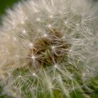 Pusteblume