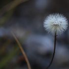 Pusteblume