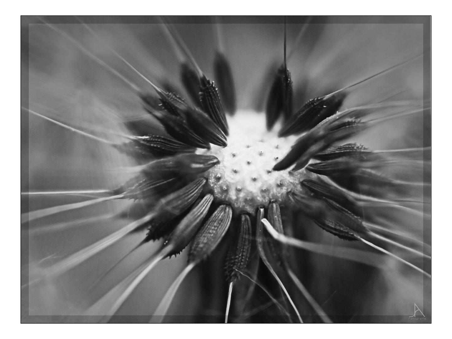 Pusteblume