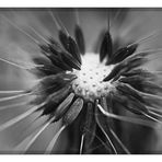 Pusteblume