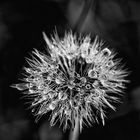 Pusteblume