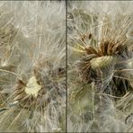 Pusteblume 3D