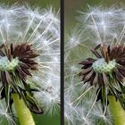 Pusteblume 3D