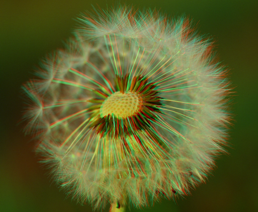 Pusteblume [3D]