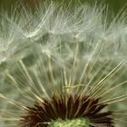 Pusteblume