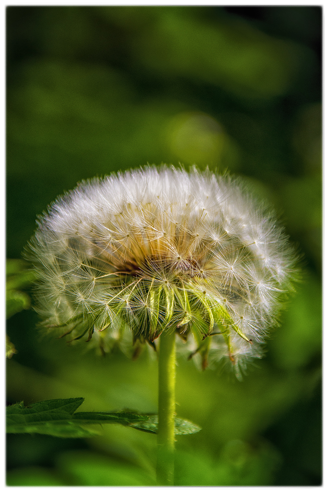 Pusteblume