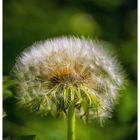 Pusteblume