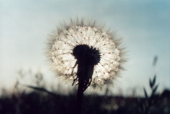Pusteblume