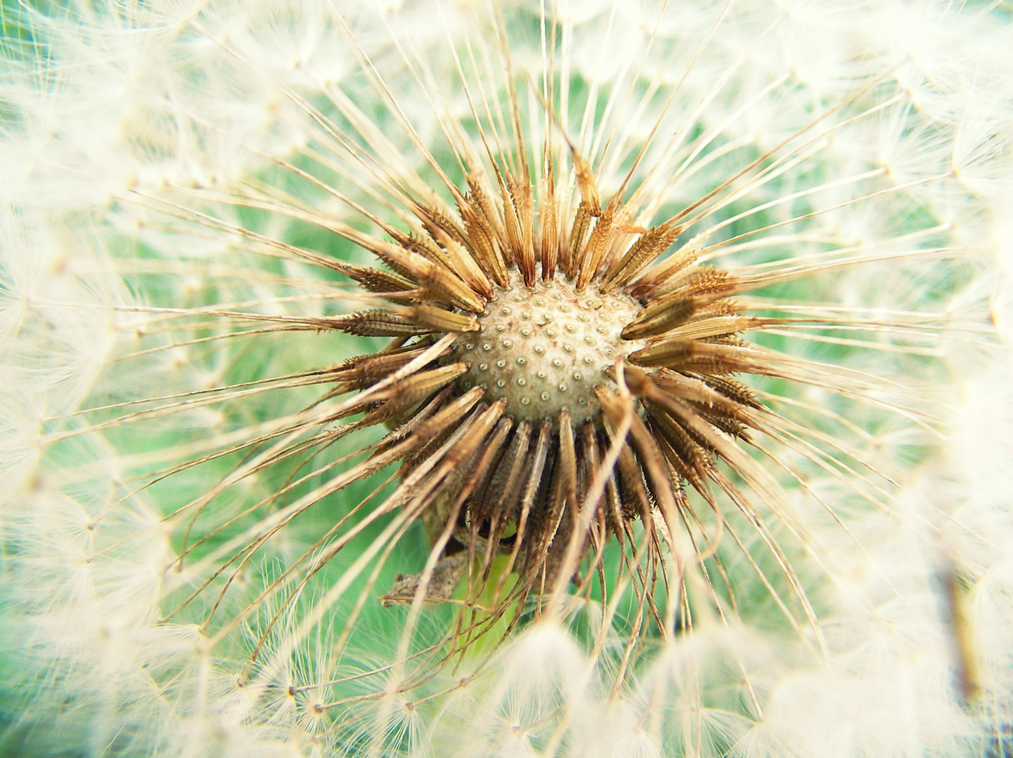 Pusteblume.