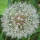 Pusteblume