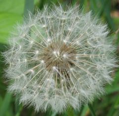 Pusteblume