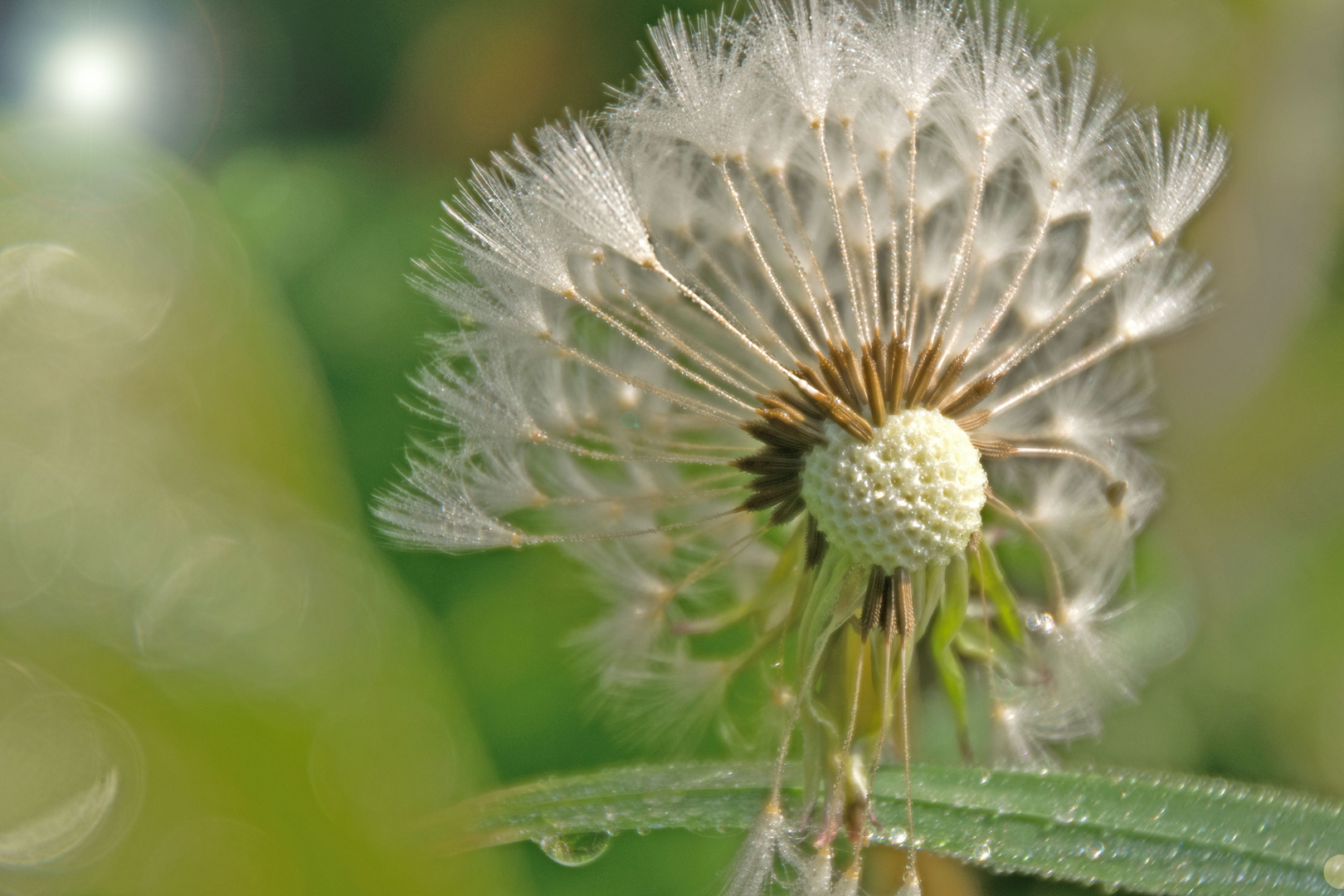 Pusteblume