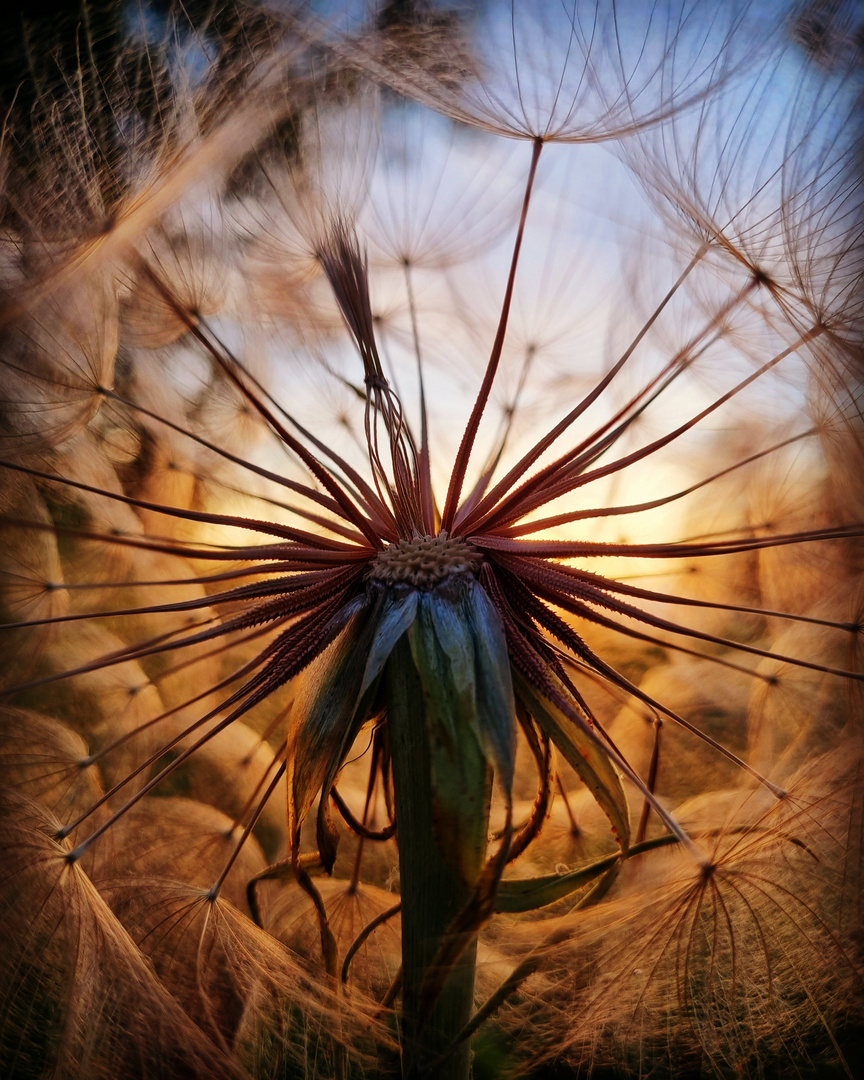 Pusteblume 