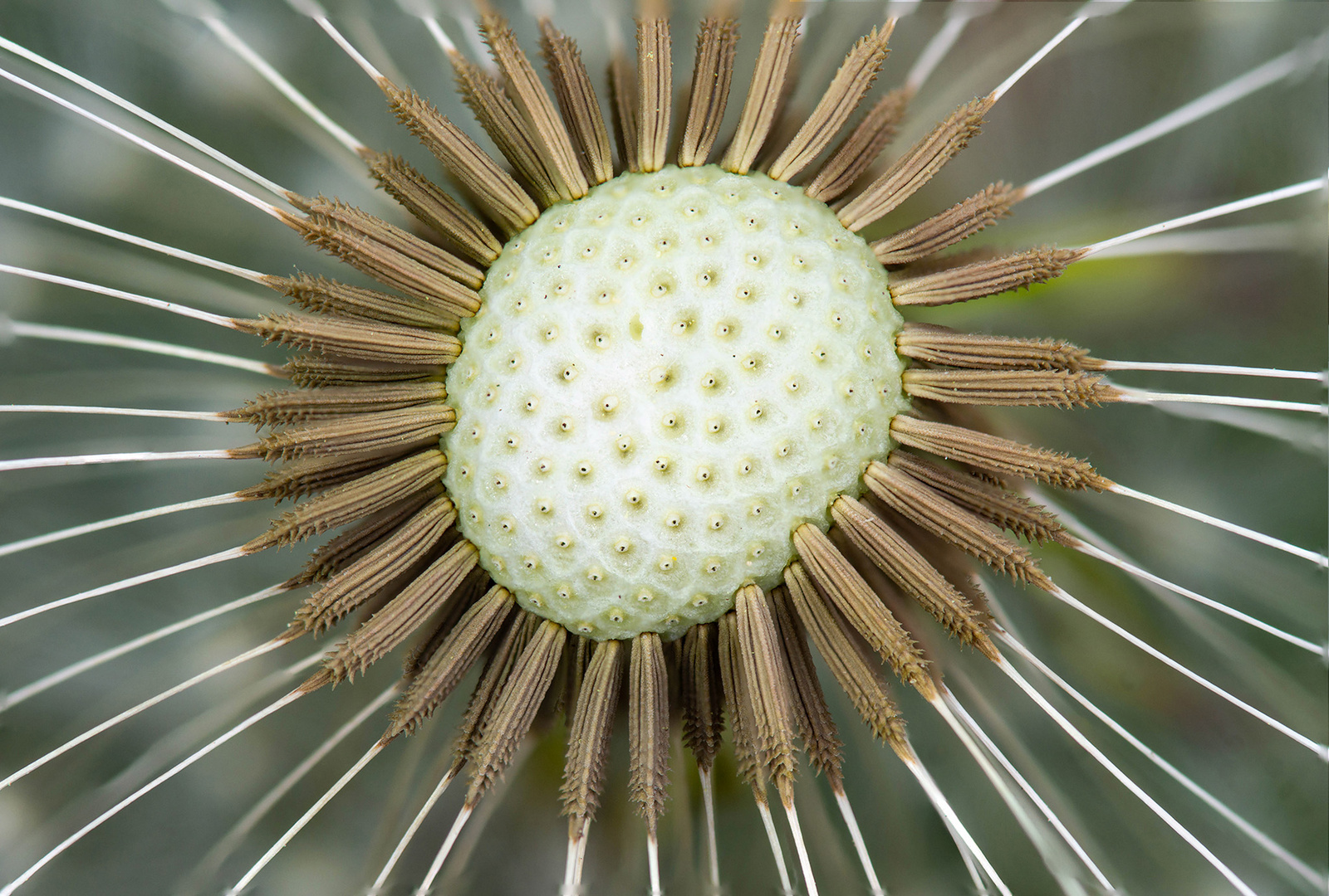 Pusteblume 