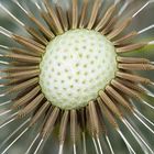 Pusteblume 