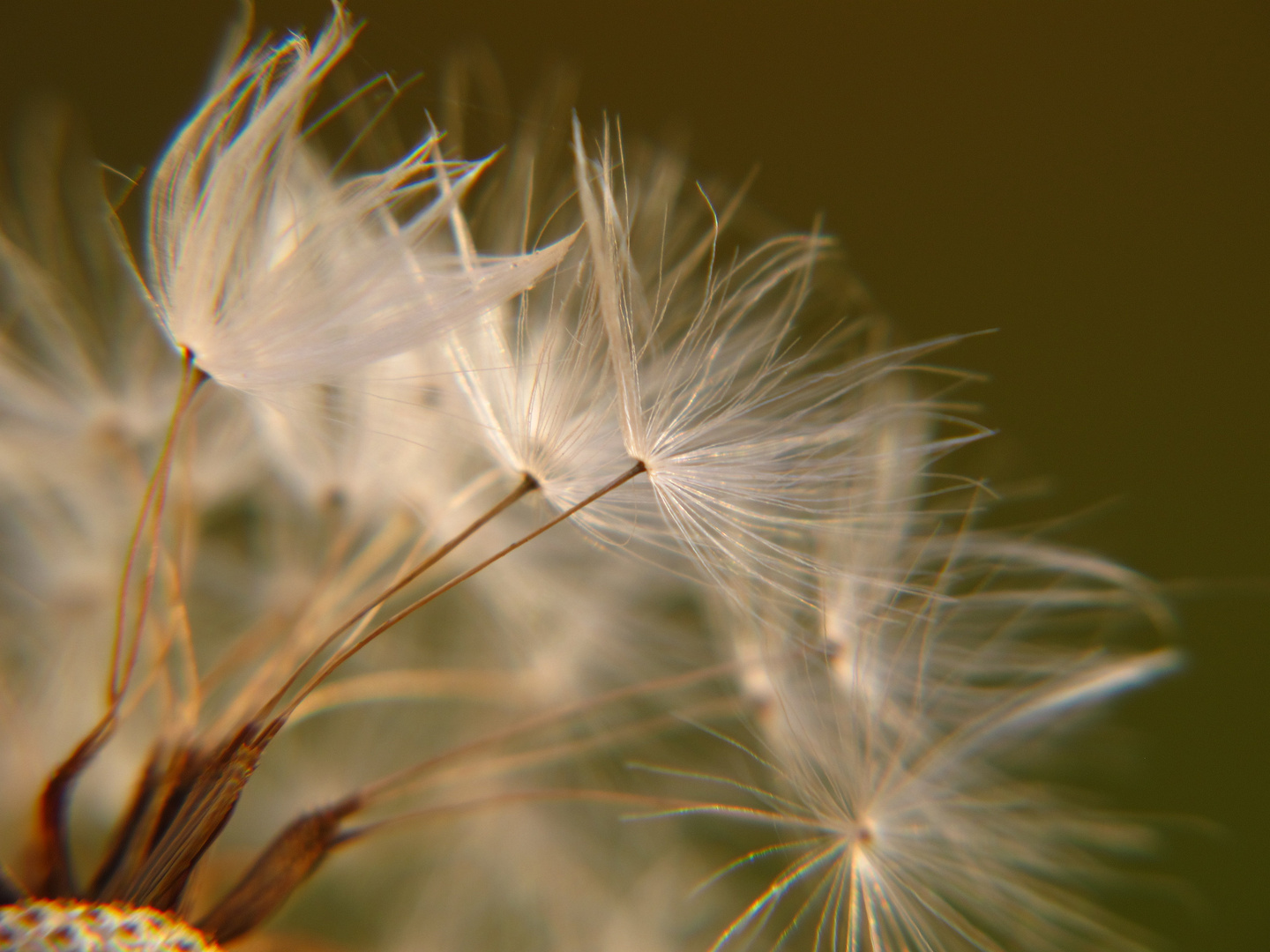 Pusteblume