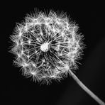 Pusteblume