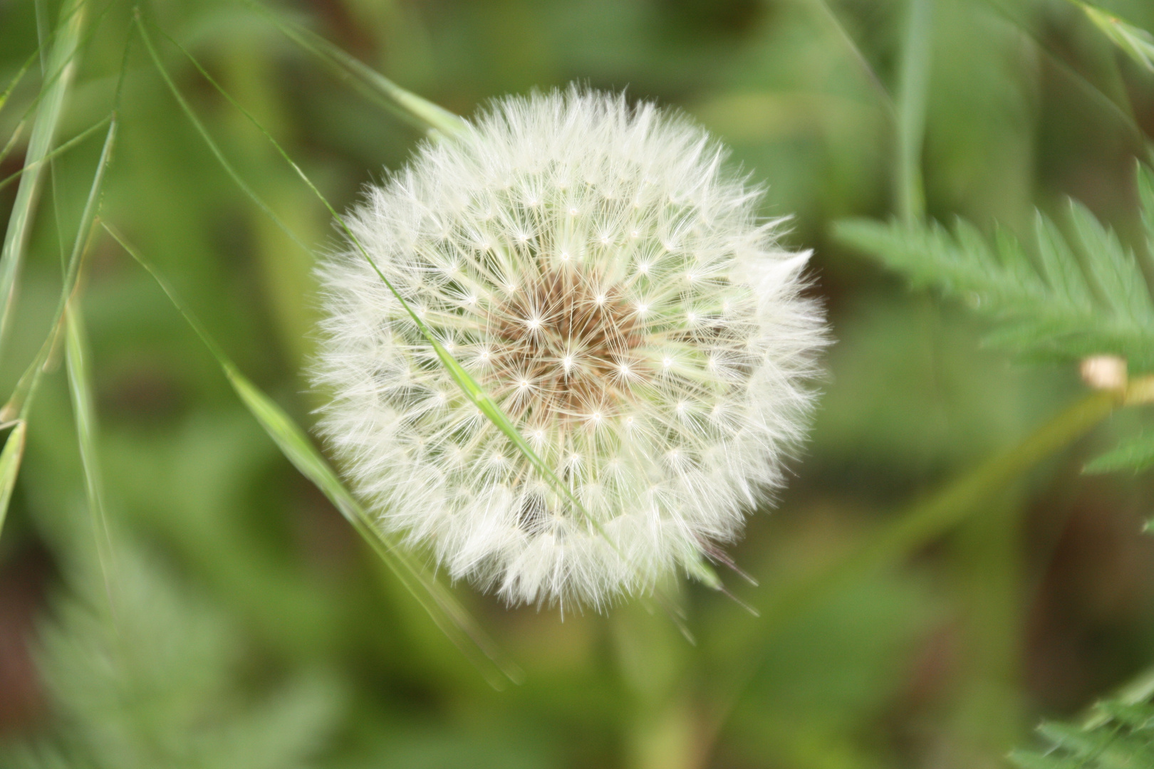 Pusteblume