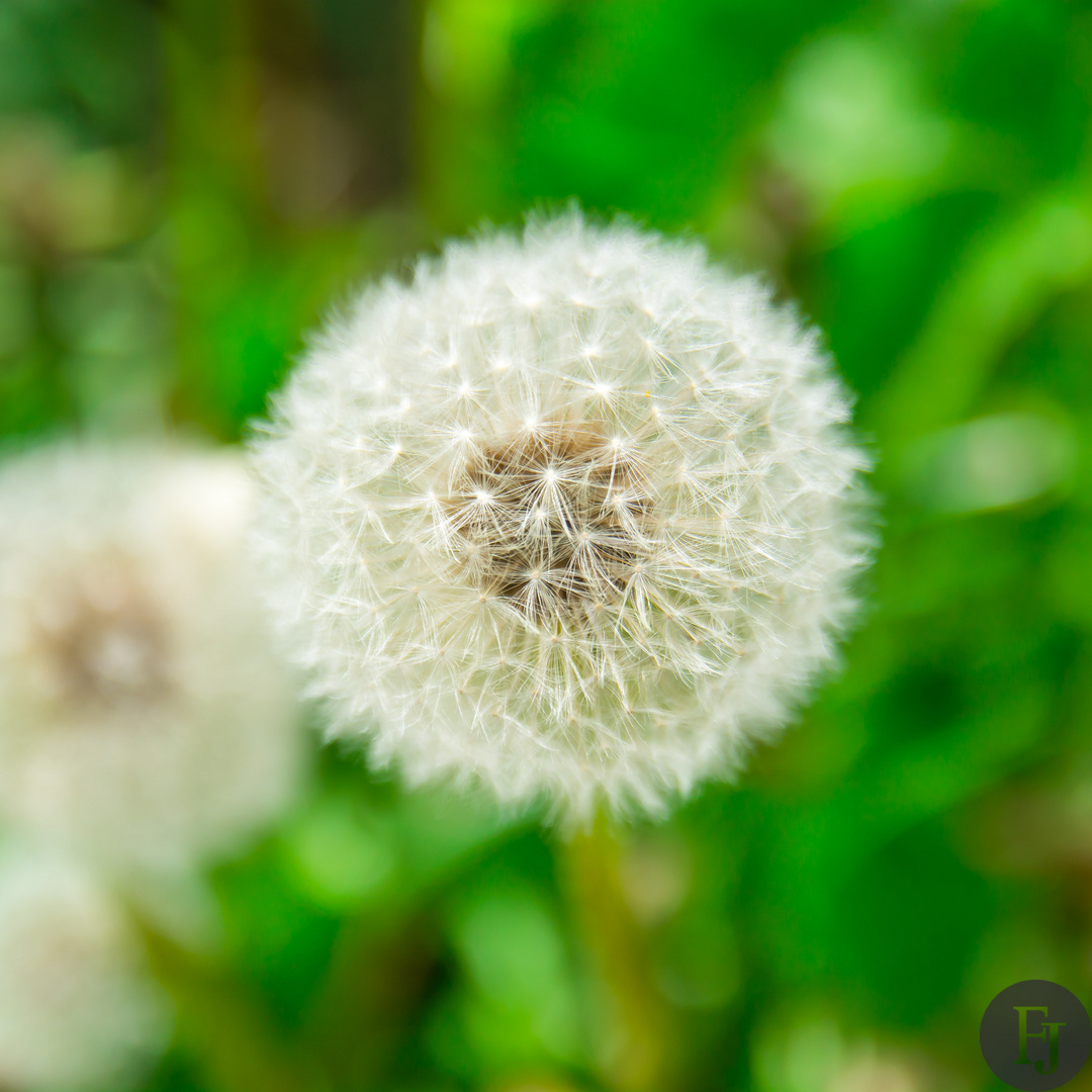 Pusteblume