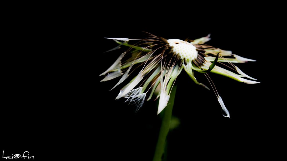 Pusteblume