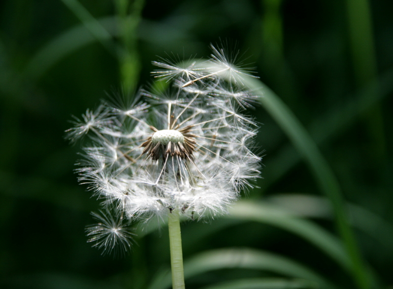 Pusteblume