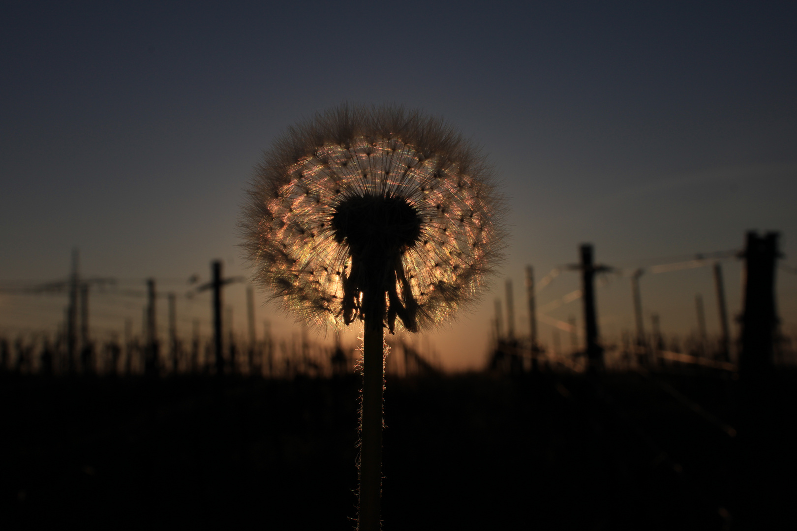 Pusteblume