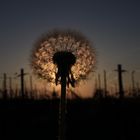 Pusteblume