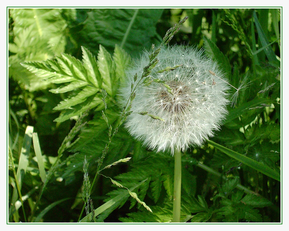 Pusteblume