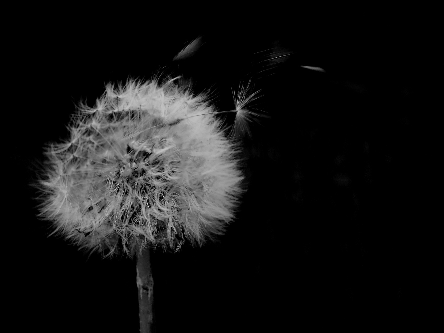 Pusteblume