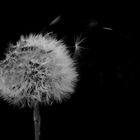 Pusteblume