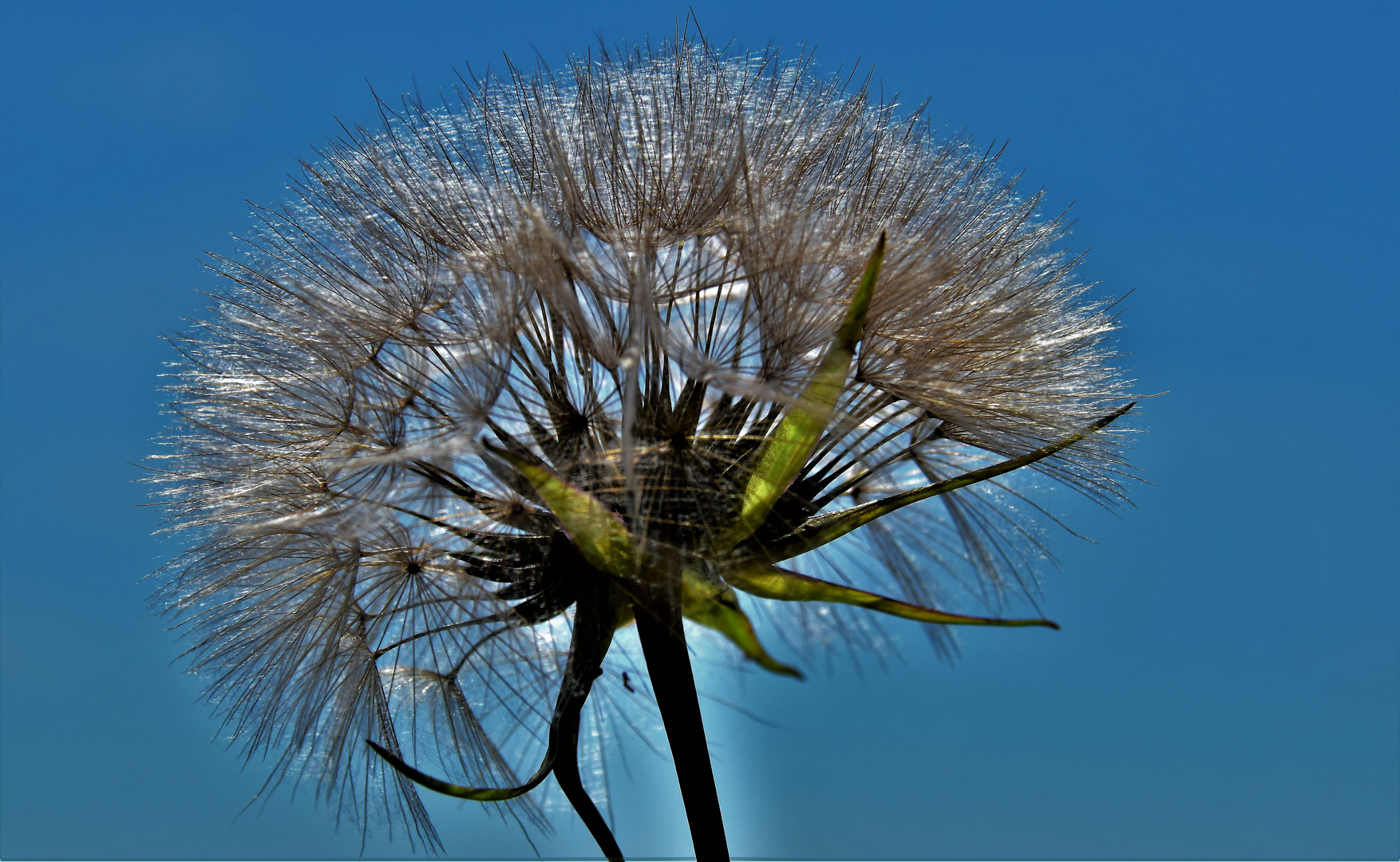 Pusteblume