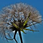 Pusteblume