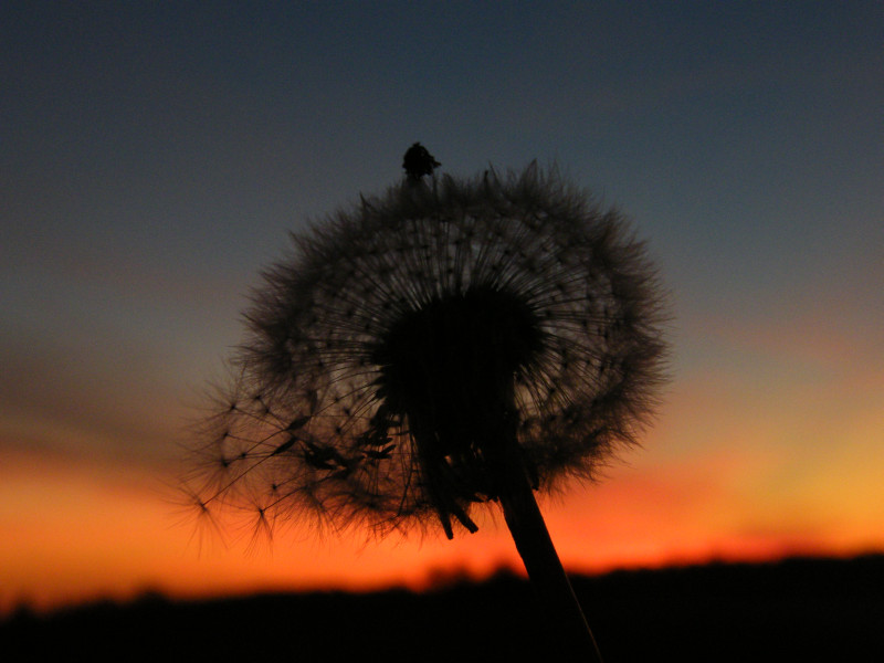 Pusteblume...