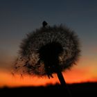 Pusteblume...