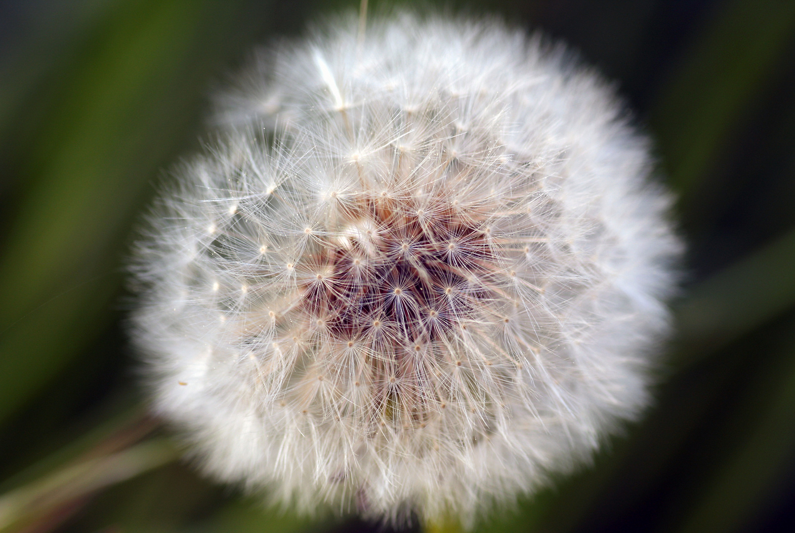 Pusteblume