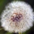 Pusteblume