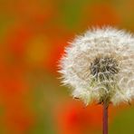 Pusteblume