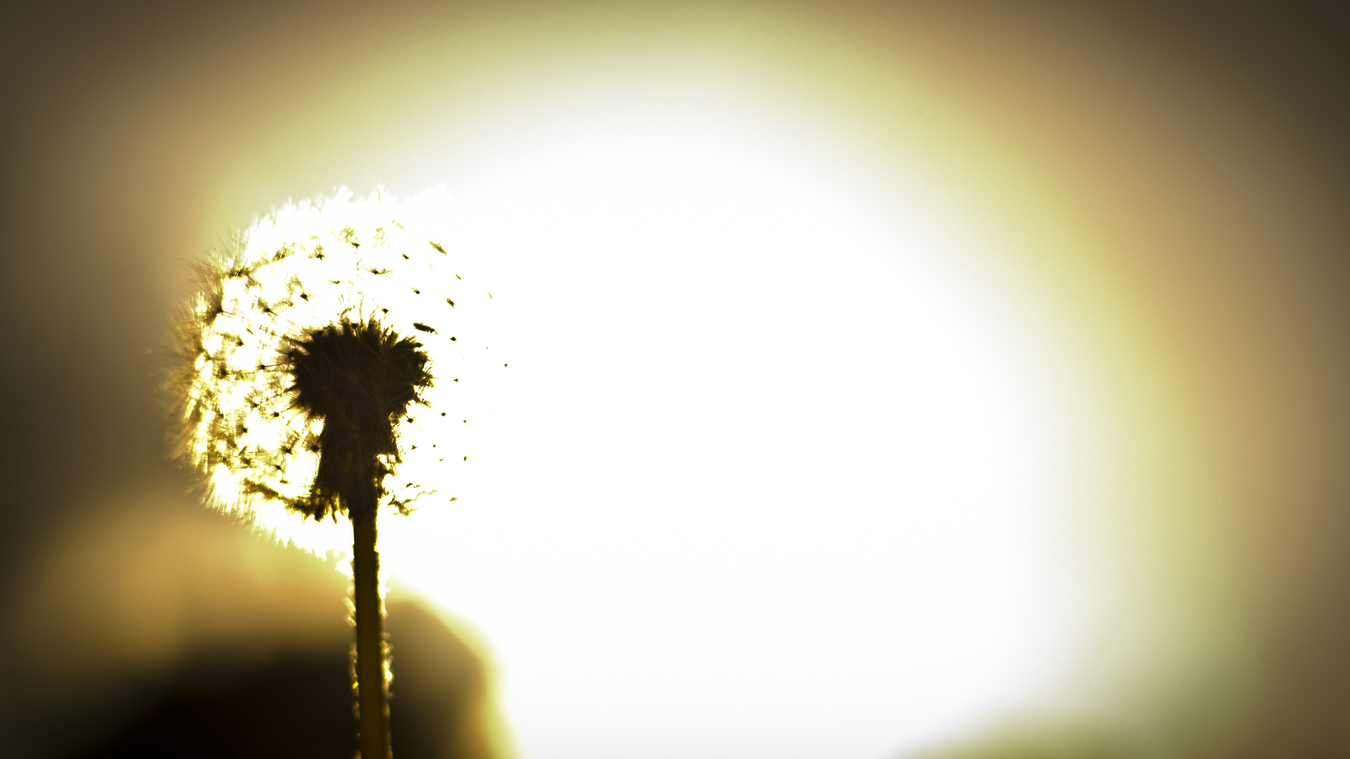 Pusteblume